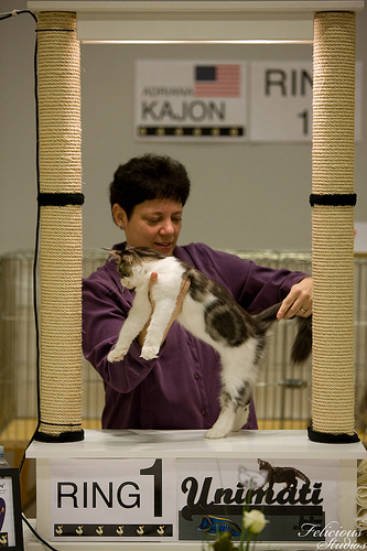 tica katteudstilling